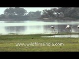 Greater Flamingos at Lake Thol - India