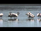 Greater Flamingos preening : Thol Lake, Gujarat