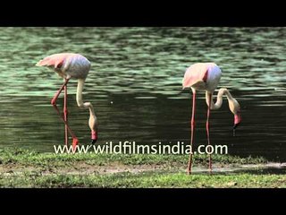 Greater Flamingos seen at Thol Lake