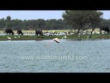 The Greater Flamingo in flight - Thol Lake