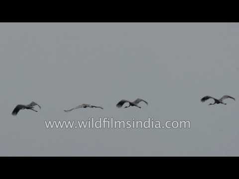 Group of Sarus cranes in flight - Thol Bird Sanctuary, Gujarat