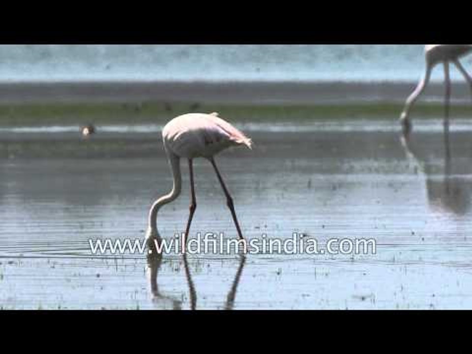 Greater Flamingos at Thol Bird Sanctuary, Gujarat