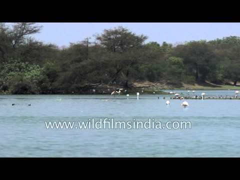 Greater Flamingos (Phoenicopterus roseus) Thol Sanctuary, Gujarat