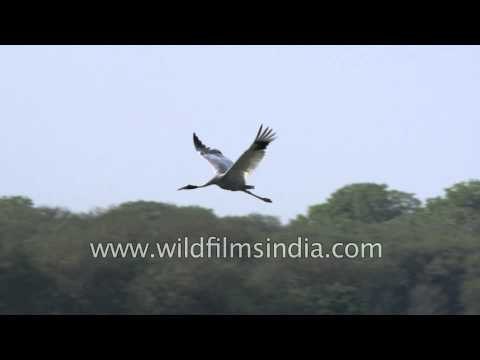 Sarus crane (Grus antigone) at Thol lake, Gujarat