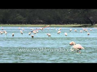 Flock of Great White Pelican in wetland of Thol