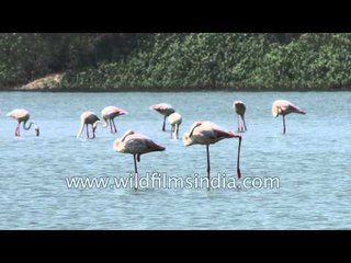 Birds of Gujarat : Thol Wildlife Sanctuary