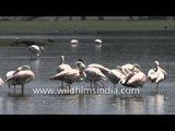 Birds of Thol Wildlife Sanctuary, Gujarat