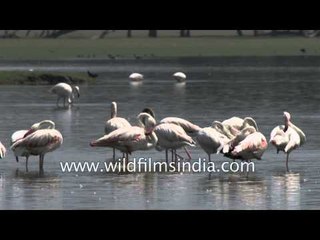 Birds of Thol Wildlife Sanctuary, Gujarat