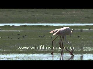 Bird watcher's paradise - Thol Wildlife Sanctuary, Gujarat