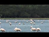 Greater Flamingos at Thol Wildlife Sanctuary - Gujarat