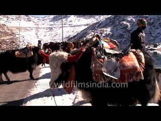 Brightly decorated yaks at Tsomgo Lake in Sikkim