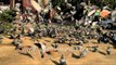 Pigeons fly, feed and poop in India: slow motion imagery