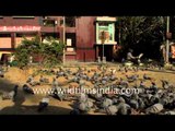 Flock of pigeons eat grains and pulses at a feeding square - Delhi