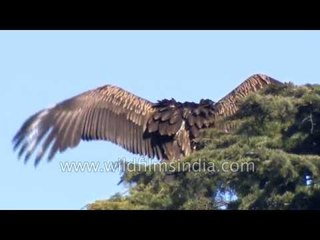 Rare and Strange Vulture behaviour in the Himalaya