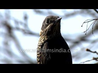 Chestnut-bellied Rock Thrush and Rufous Sibia in India