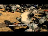 Symbol of peace, Pigeon drinks water in slow motion