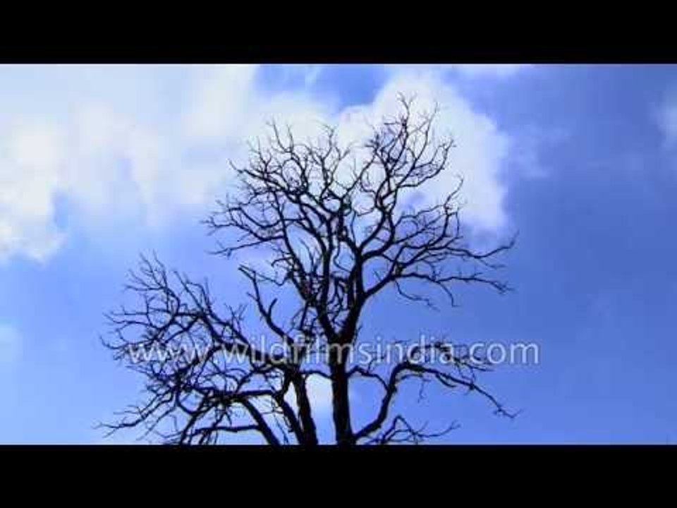 Deodar and toon forest vignettes from Landour in the western Himalaya