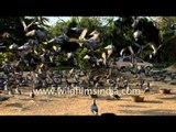 Feed the birds - pigeons of Delhi in slow motion!