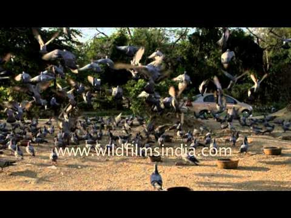 Feed the birds - pigeons of Delhi in slow motion!