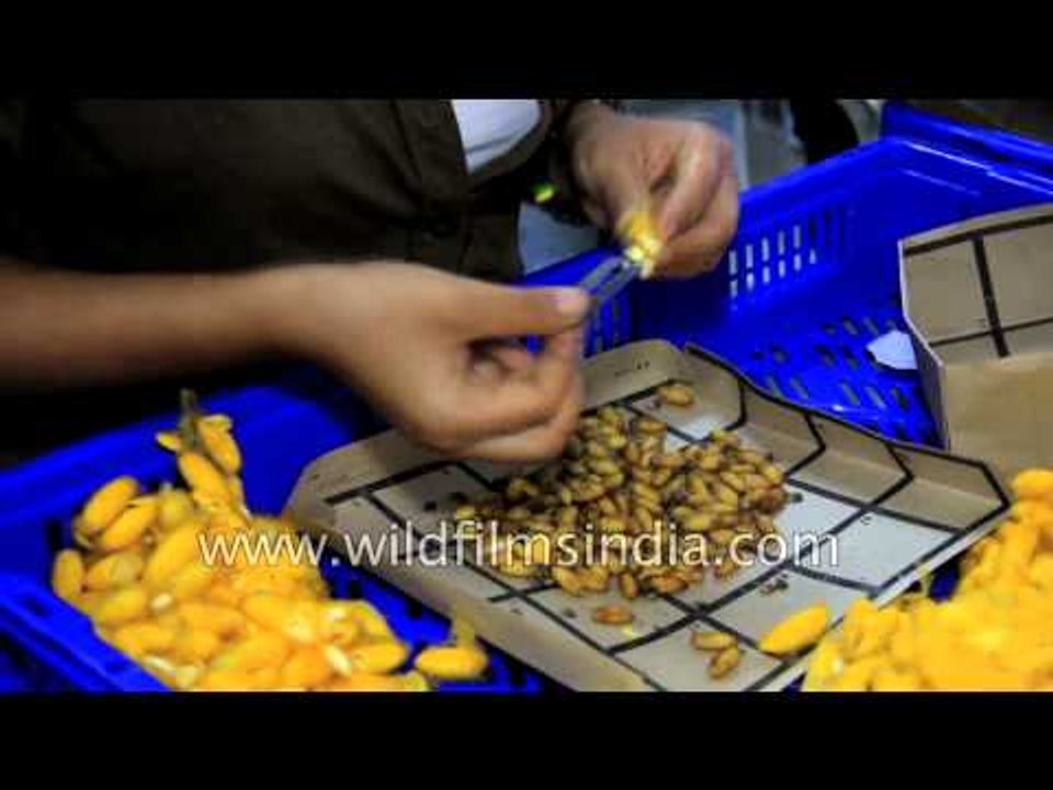 Sericulture workers sort through silk moth cocoons in India