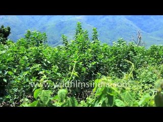 Sericulture in India - mulberry trees for silk worms to feast on