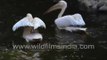 Great white pelicans wading through water - Thol bird sanctuary, Gujarat