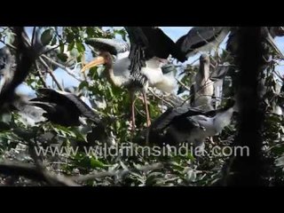 Painted Stork and mongoose in the wilderness