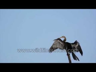 Darter or Snake Bird dries its wings at Thol in Gujarat