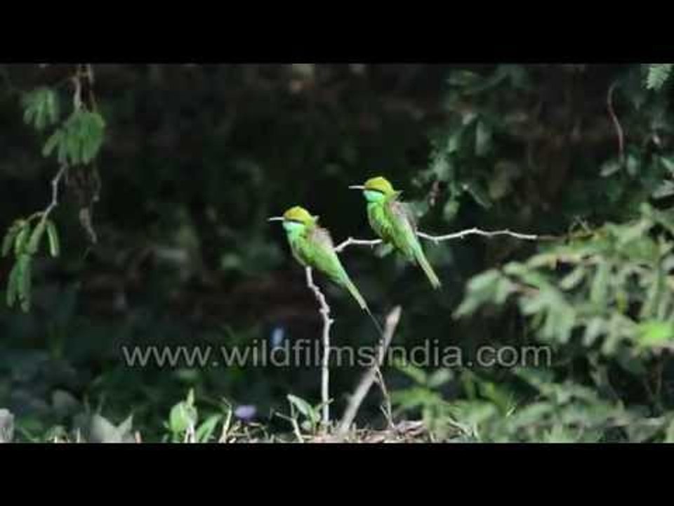 Bee eater couple launch sallies as Pelicans circle overhead