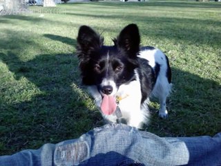 AudioSlave. Dandelion. Diente de León. Subtitulado.-