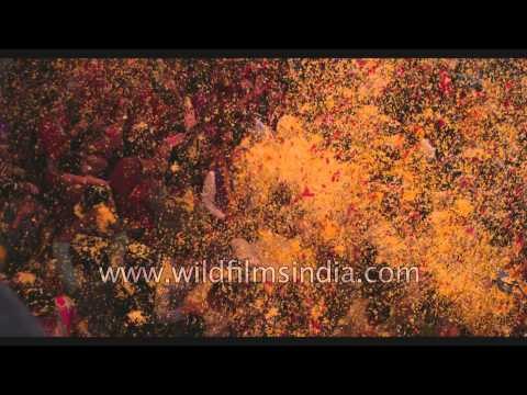 It's 'Phoolon ki Holi' in Vrindavan