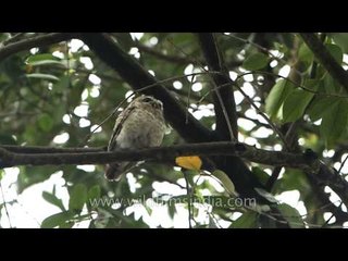 Spotted Owlet