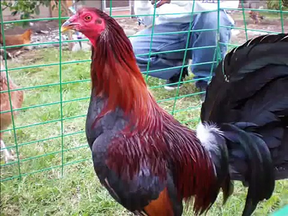 GALLOS DE PELEA, GAME FOWL.