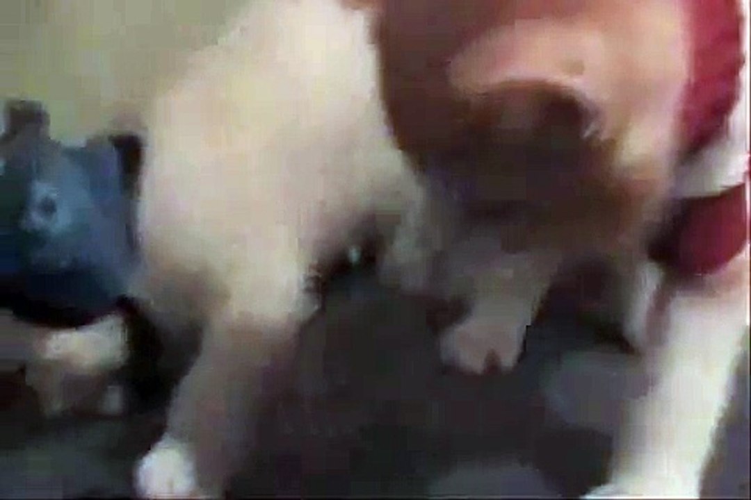 What's New Pussy Cat