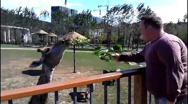 Feeding a LIVE CHICKEN to tigers at the Dalian Zoo & other clips!!