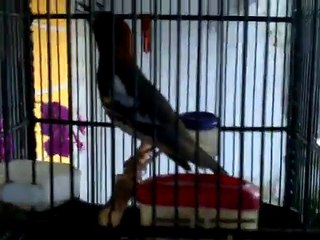 Anis Kembang ngeroll from Malang