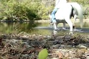 My horse Vali. In the river? - It happens in a blink ( bareback riding and jumping. bitless )