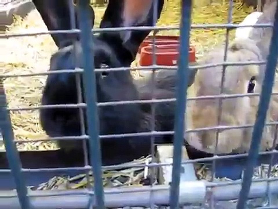Süsse lustige Kaninchen im Mini Zoo Eickel
