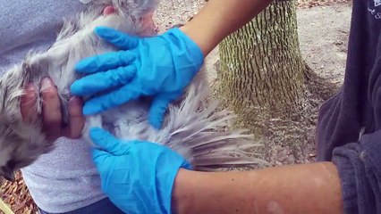 Administering Fowl Pox Vaccine