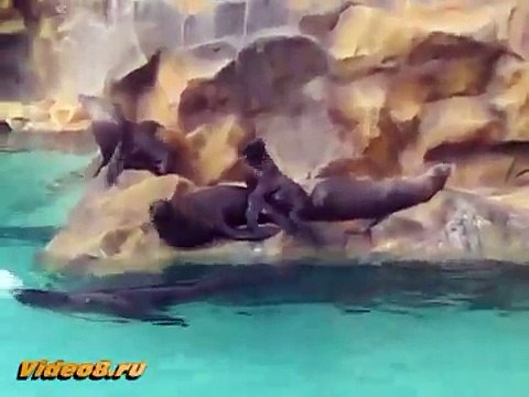 Как морские львы делают это animal sex