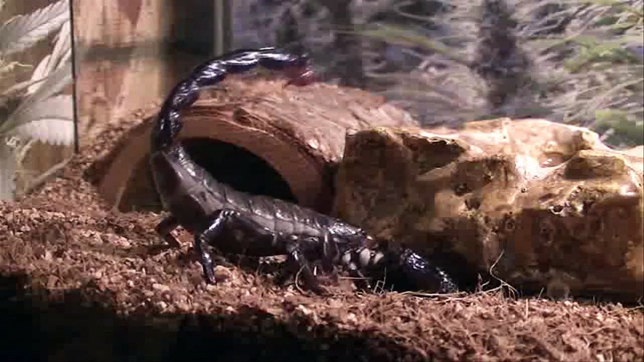 Emperor Scorpion Digging A Burrow [HD]
