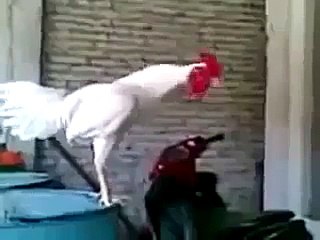 Haha Must listen this hen cock's voice