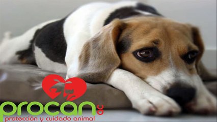 CAPSULA - 39 - TIPO DE RESPUESTA FISICA DE PERROS ANTE EL ESTRES