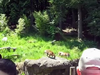 Bear vs Tiger fight at Nature Reserve - Animal Face Off