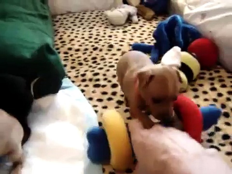 Sable's 4 week old miniature pinscher puppies..#2