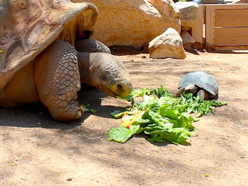 500 Pound Tortoise Eating Salad with 8 Pound Tortoise