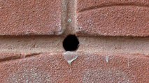 Bumble Bees in bricks of my house * Panasonic v210