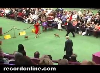 Miniature Pinscher  Westminster Best of Breed