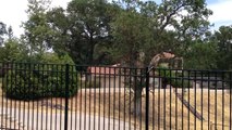 HAWK IN MY YARD!!! - Red-Shouldered Hawk (Buteo lineatus) Calling To His Mate