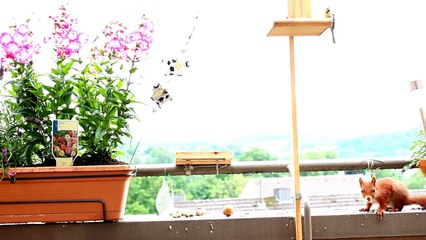 Eichhörnchen macht es vor,einfach mal 'ne Pause einlegen:-D